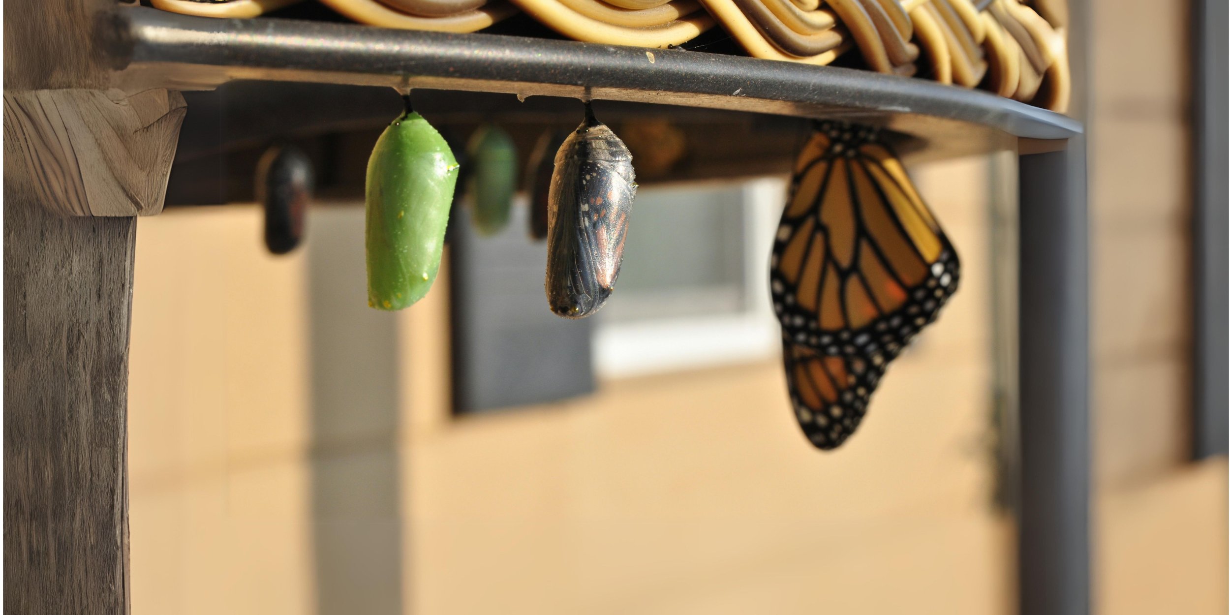 A monarch butterfly emerging beside chrysalises, a quiet image of transition and emergence.